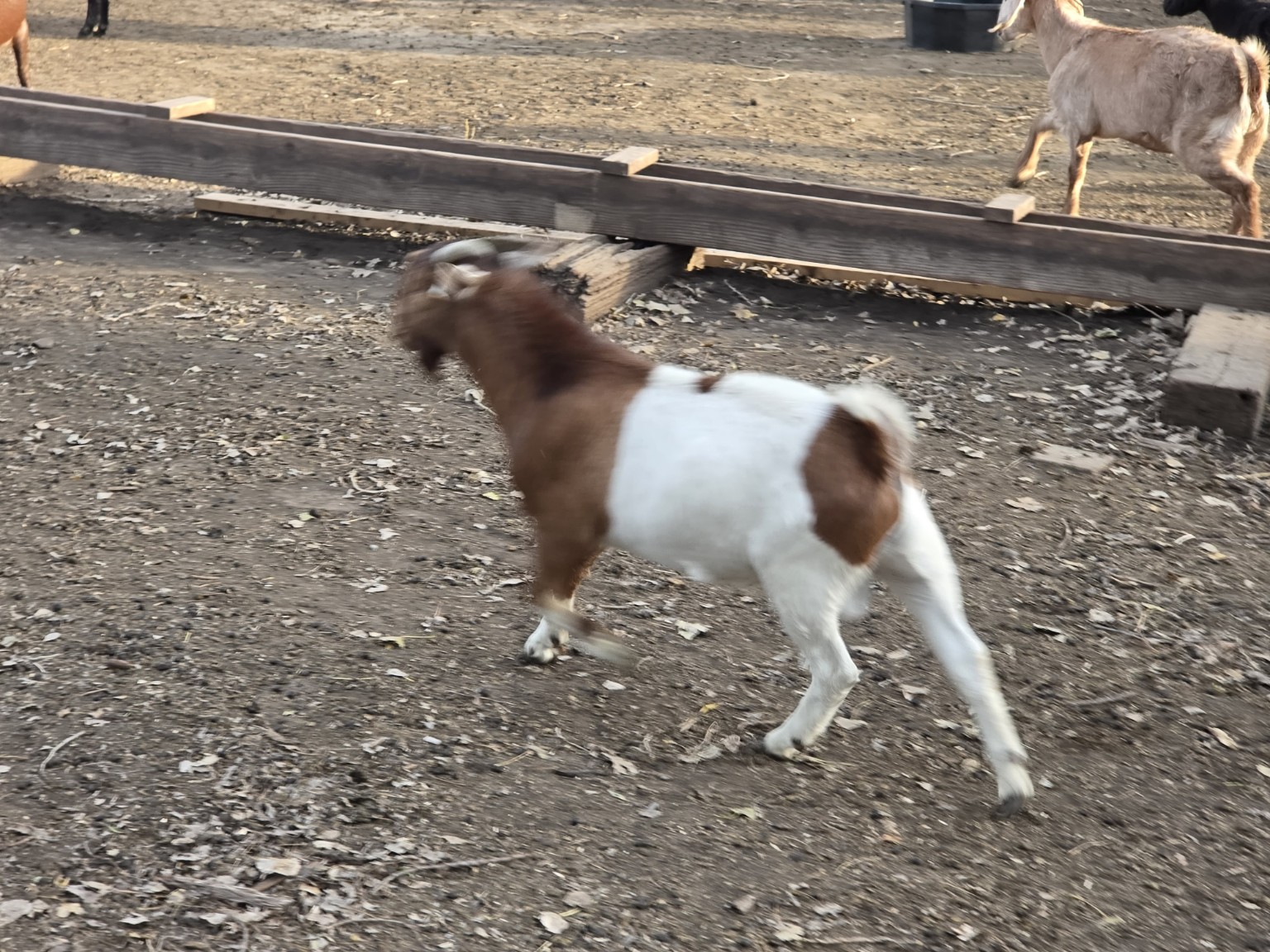 A brown-and-white goat moving beside the trough