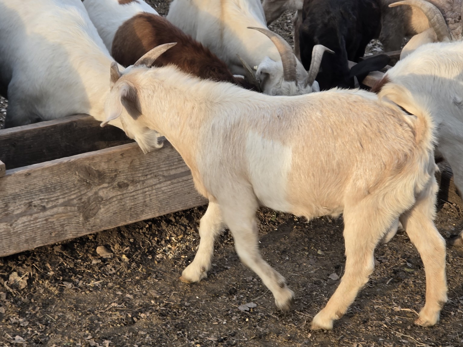 A cream-colored goat beside the feeding trough