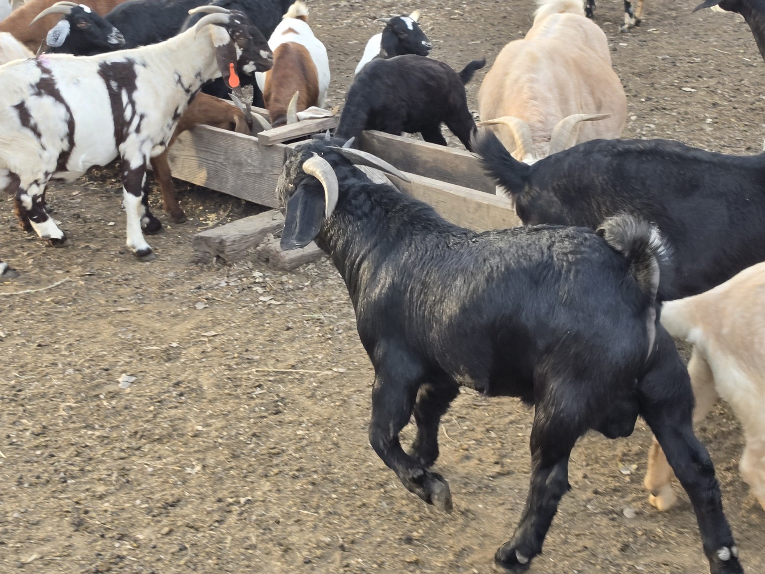 Goats gathered around the 4J farm feeding trough
