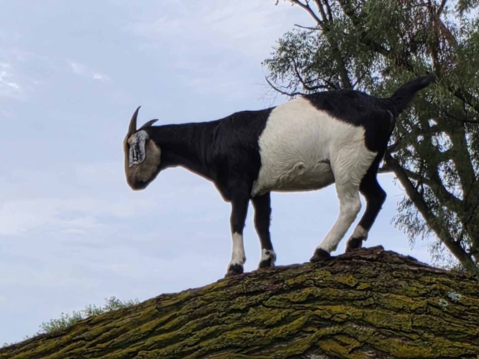 A black-and-white goat standing on a fallen tree