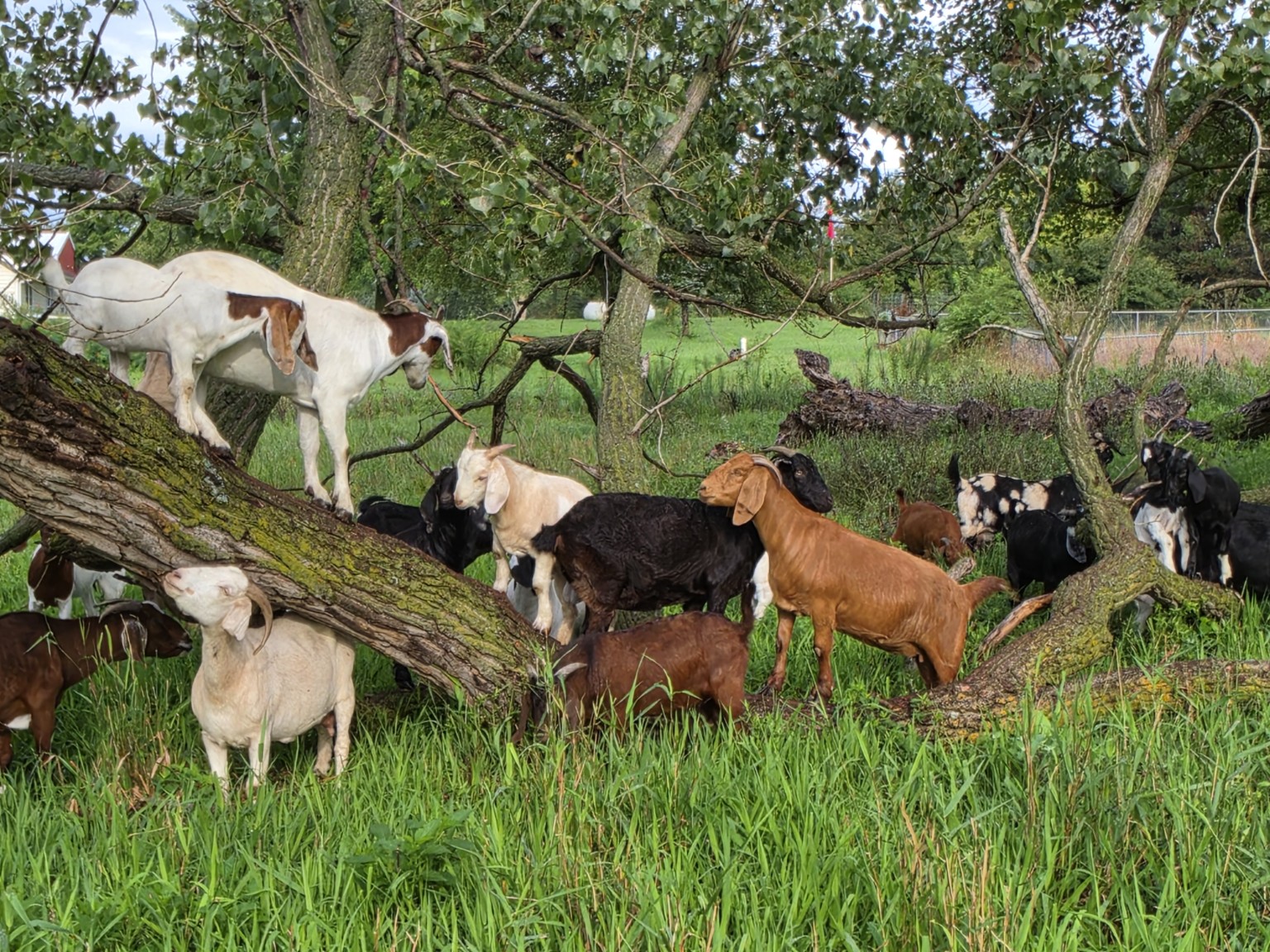 The herd exploring around a fallen tree in green grass