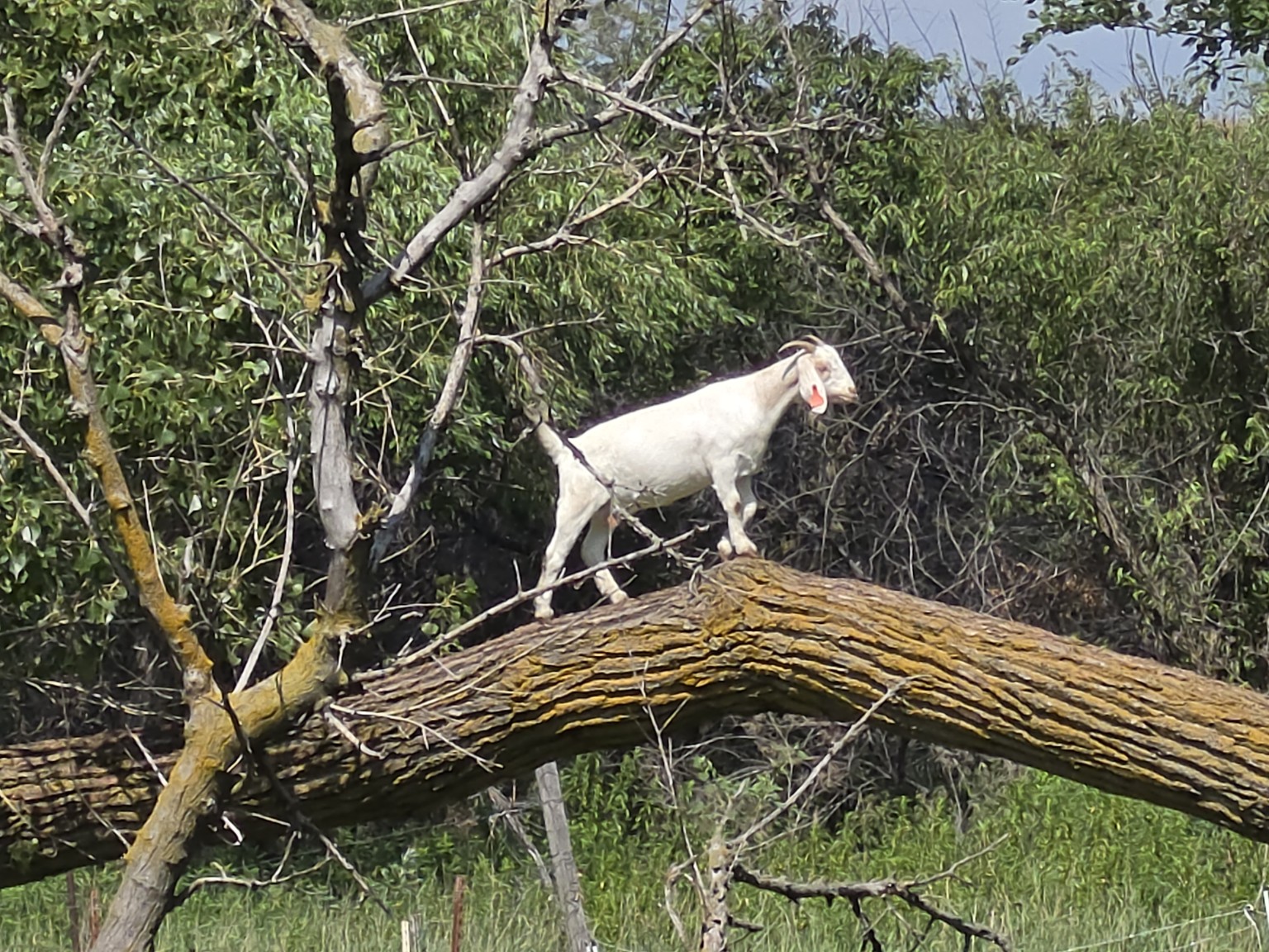 A white goat exploring a broad fallen tree trunk