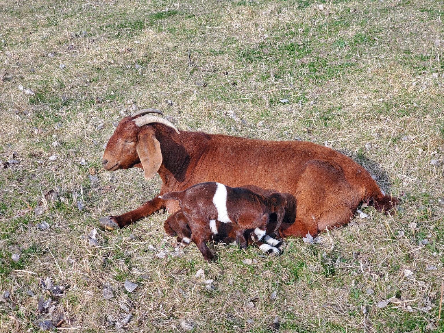 Doe and young kids resting in the grass at 4J