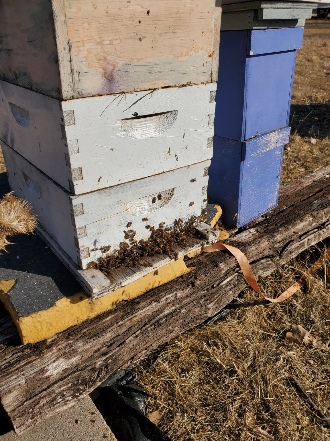 Honeybees gathering at the entrance of a white hive