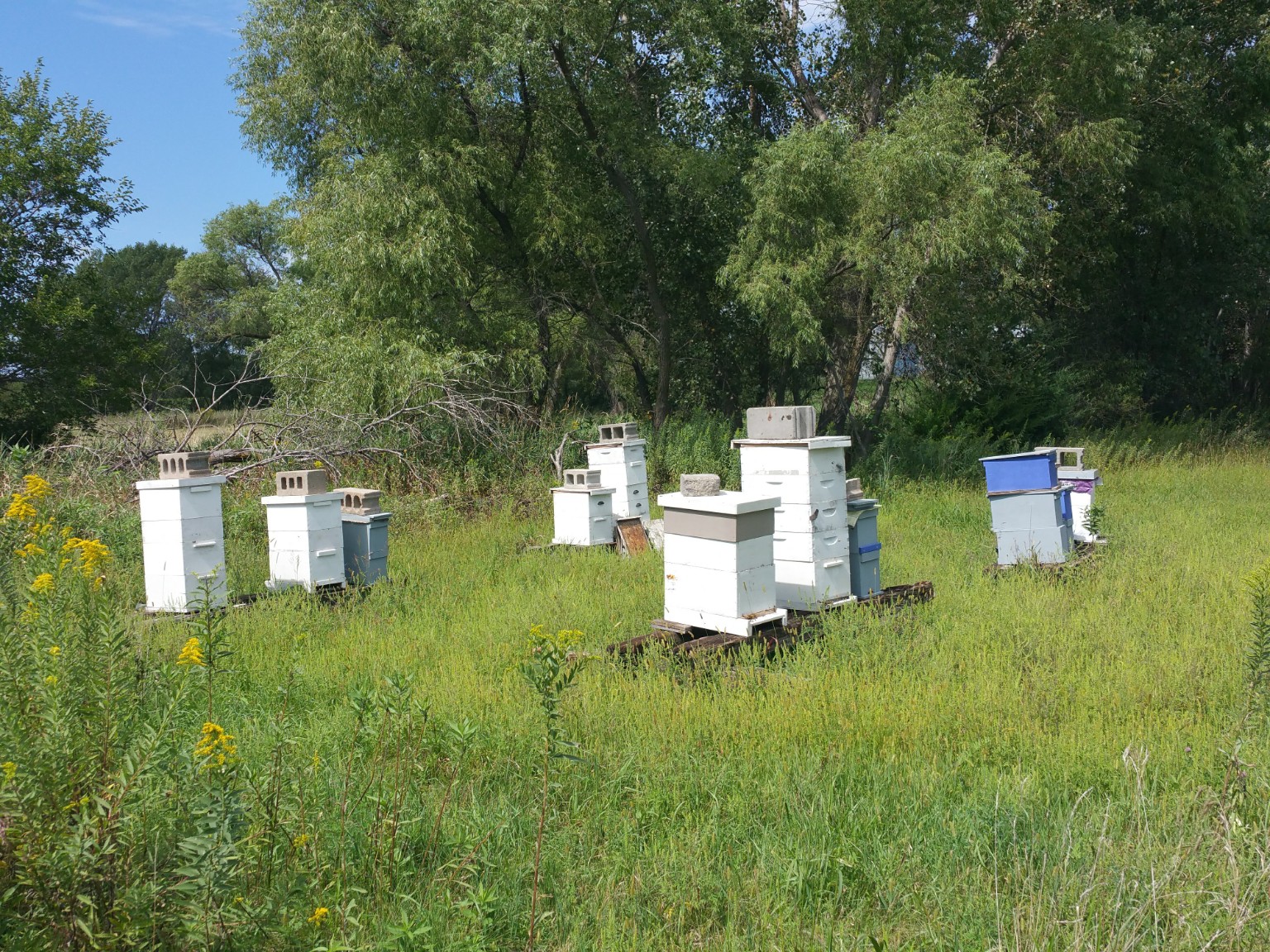White and blue beehives in a grassy clearing