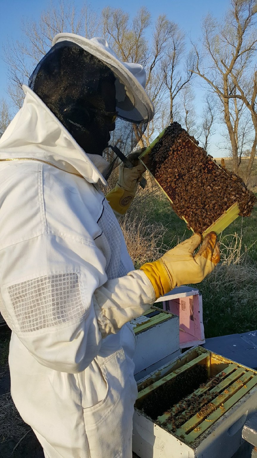 A beekeeper in protective clothing holding a frame covered with bees